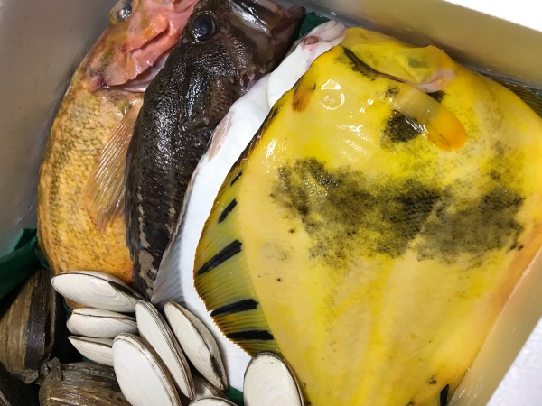 ヤナギノマイ、マツカワカレイ、縞ゾイ、石鰈、活ホッキ貝、活白貝、真鱈のたち。