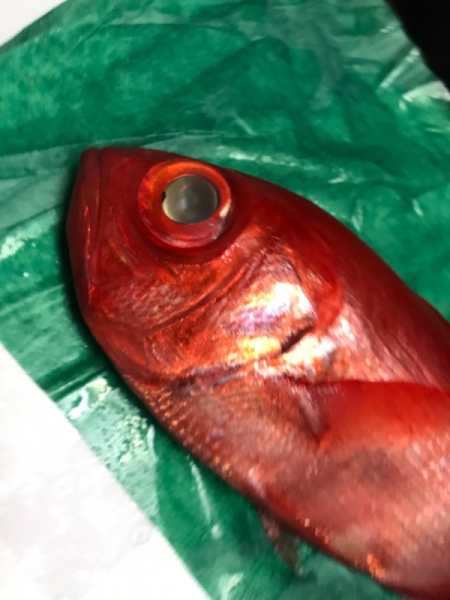 銚子産　地金目