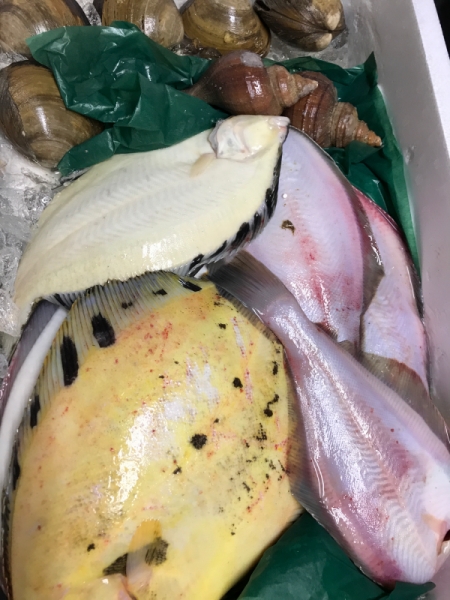 襟裳　活真つぶ貝　活ほっき貝　黒鰈　石鰈　赤鰈　マツカワカレイ　真鱈のタチ