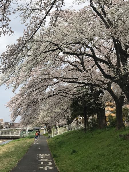 遅咲きの桜