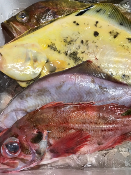 赤ソイ、赤鰈、マツカワカレイ、ヤナギノマイ