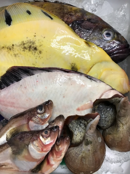 ハタハタ、活真つぶ貝、真鱈のたち、マツカワカレイ、黒カレイ、アブラゾイ
