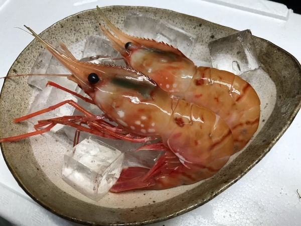 余市　特大牡丹海老