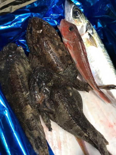余市　平目　真鯖　ゴムカジカ　カナガシラ