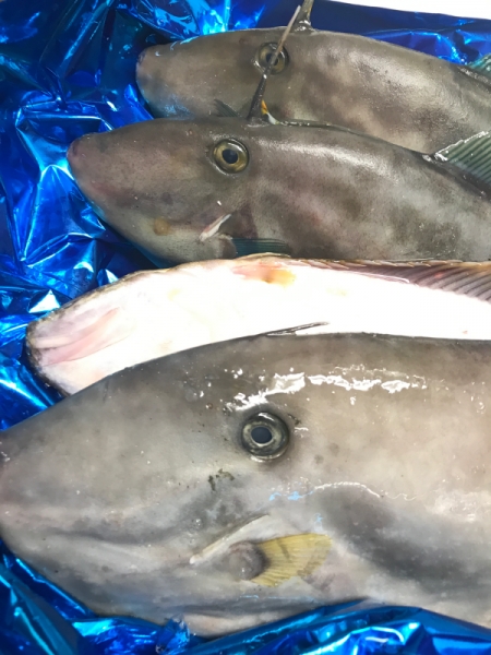 余市　カワハギ、ウスバハギ、ヒラメ、真鯖
