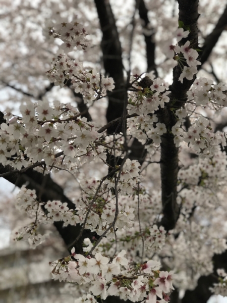 令和3年の桜
