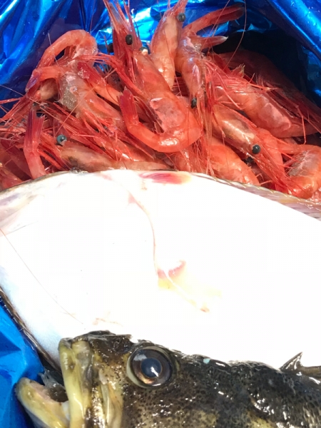 余市　甘海老　ヒラメ　ソイ