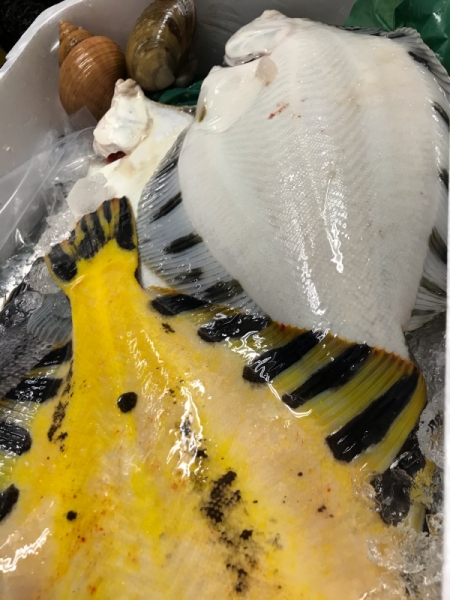 襟裳 マツカワカレイ 黒ゾイ 真鰈 黒鰈 活真つぶ貝 活ほっき貝