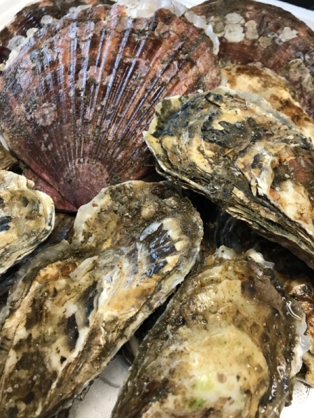厚岸直送　特大活帆立貝　殻付き生牡蠣　