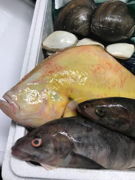 襟裳 真ホッケ マツカワカレイ 白貝 ほっき貝