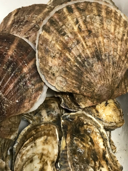 活帆立貝、殻付き生牡蠣